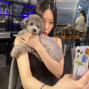 泰迪贵宾犬幼犬纯种泰迪犬灰色黑色白色咖啡色红贵宾狗狗宠物幼崽