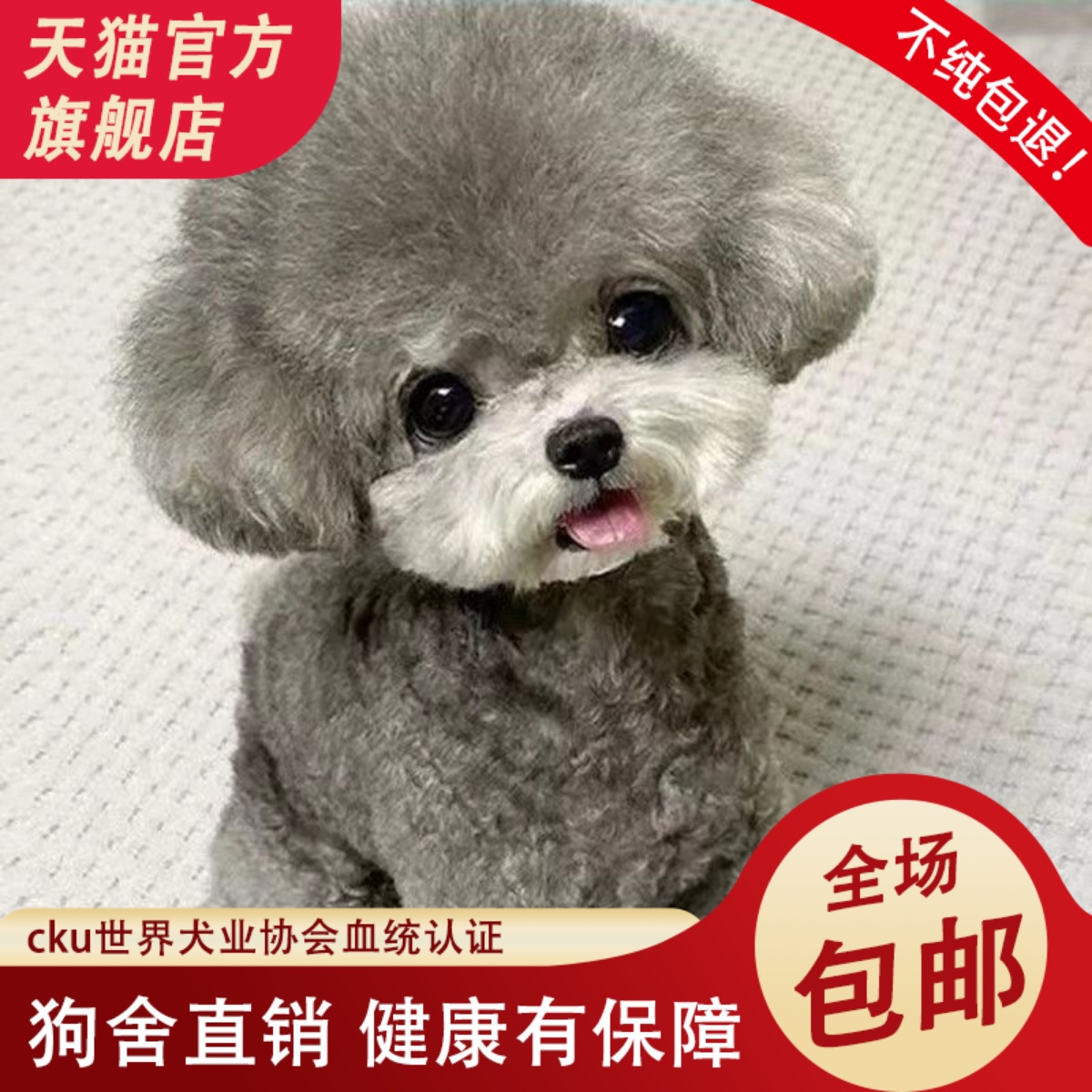 纯种泰迪活体幼犬袖珍茶杯泰迪贵宾犬迷你长不大泰迪小型宠物狗狗
