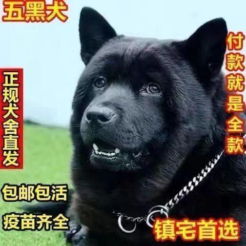 五黑犬黑狗虎头金田园犬中华正宗活物四眼广西土猎犬活的狗短毛黑