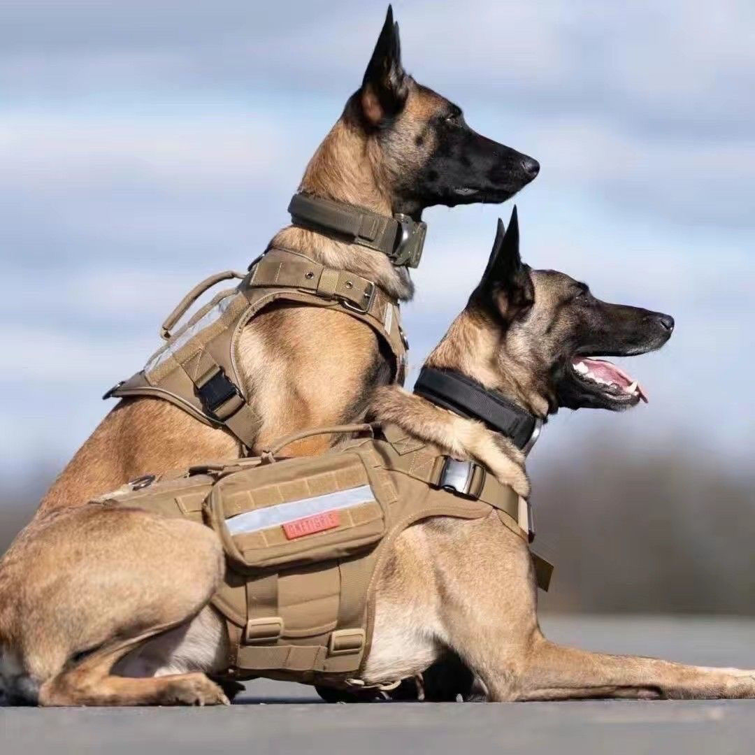 正宗马犬幼犬黄马黑爆红马犬护卫犬警犬比利时马犬看门狗狗工作犬