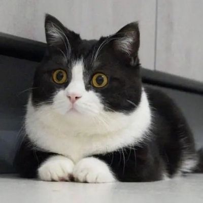 英短黑白奶牛猫咪幼毛宠