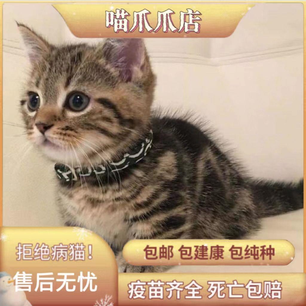 田园猫活物橘猫橘白猫咪幼崽小奶猫猫咪真猫宠物猫橘白猫狸猫可爱