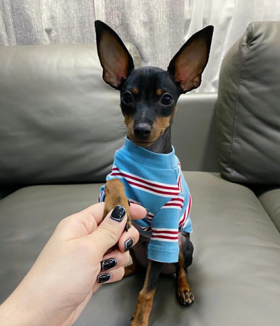 小鹿犬茶杯犬小狗幼犬长不大小型迷你鹿犬好养的小奶狗宠物狗活物