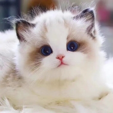 猫咪活物布偶猫海蓝双英短蓝白矮脚米努特美短起司缅因宠物猫幼崽