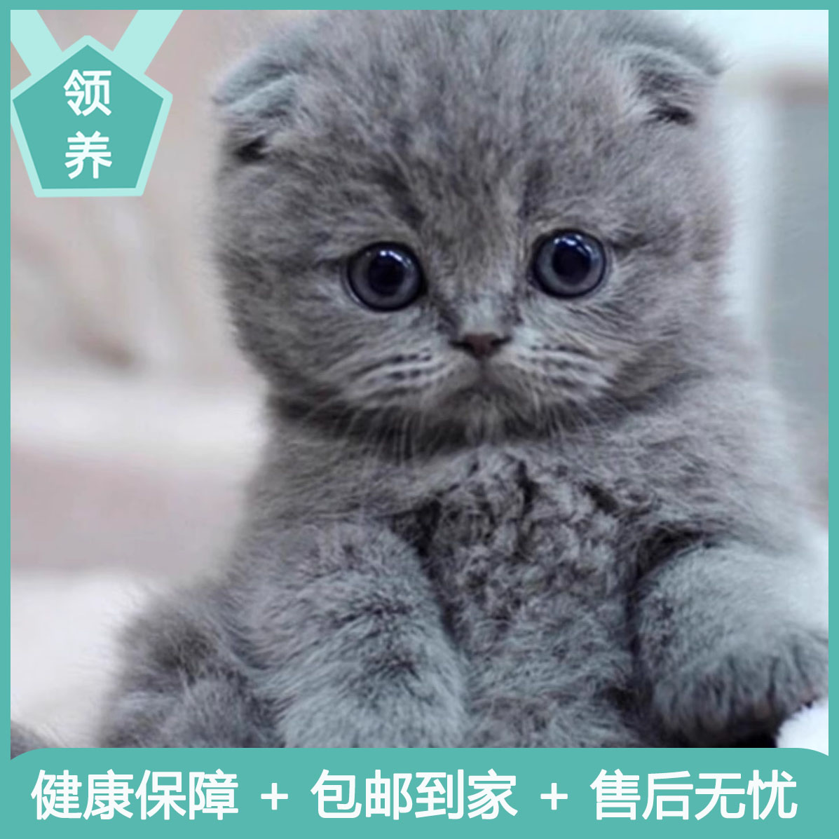 纯种蓝猫幼猫活体英短蓝白猫幼崽矮脚折耳宠物猫咪活物英国短毛猫