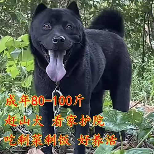 五黑犬广西土猎赶山纯狗