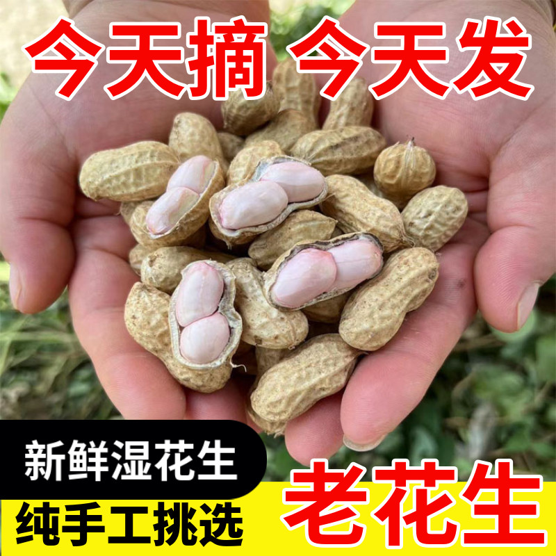 现挖当季2026年农家自种新鲜湿花生带壳粉皮红皮小花生小粒泥花生