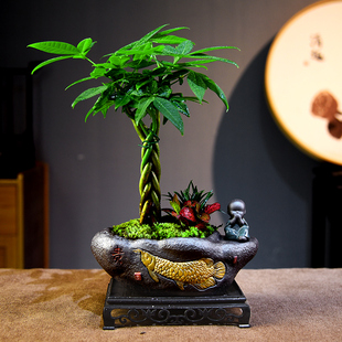 茶室禅意绿植发财树盆栽新中式招财微景观室内办公室花卉盆景植物