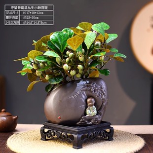 茶室禅意绿植小盼菩提树盆栽带果室内办公室桌面四季好养盆景摆件