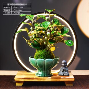 茶室禅意绿植小盼菩提树盆栽带果盆景办公室客厅桌面植物室内摆件