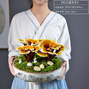 灵芝盆栽活体赤灵芝盆景室内客厅办公室耐阴观赏植物禅意摆件组合