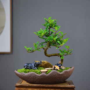 茶室禅意绿植清香胡椒木盆栽植物室内外绿植客厅茶室桌面盆景送礼