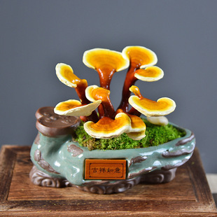 灵芝盆栽活体赤灵芝盆景室内客厅办公室耐阴观赏植物禅意摆件组合