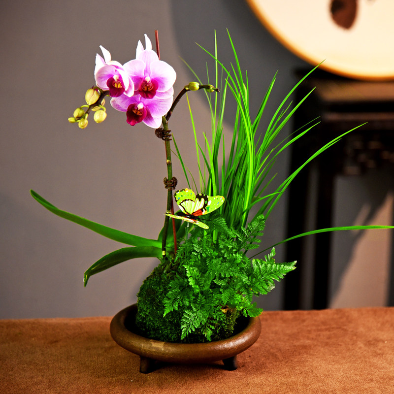 蝴蝶兰带花盆栽带花苞花苗植物办公室内桌面兰花四季文心兰年宵花,鲜花速递/花卉仿真/绿植园艺,其它园艺用品,淘宝优惠券,粉丝福利购,淘宝优惠卷