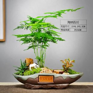 茶室禅意绿植文竹盆景植物办公室内四季常青景观好养桌面摆件盆栽