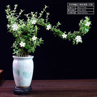 茶室禅意绿植造型六月雪盆景室内小盆栽植物办公茶室桌面摆件好养