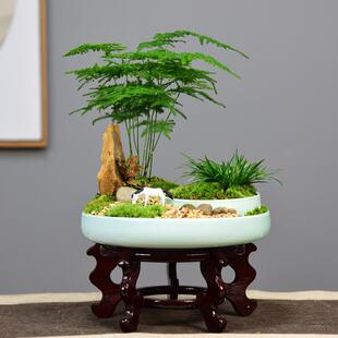 茶室禅意绿植文竹盆景植物办公室内四季常青景观好养桌面摆件盆栽