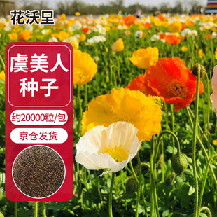 虞美人花种子混色冰岛虞美人种子阳台庭院花种籽四季播种开花不断