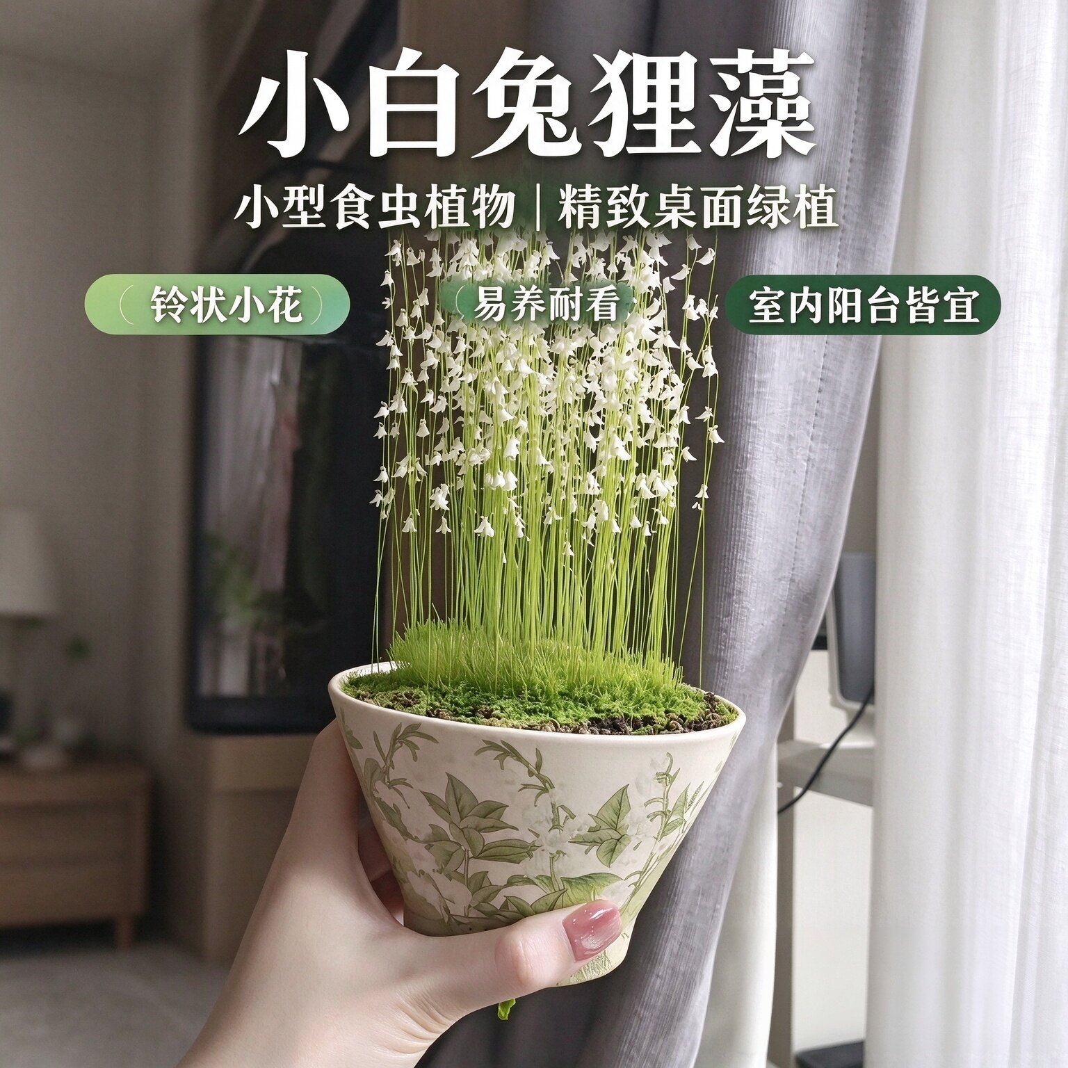 小白兔狸藻盆栽种子室内阳台盆栽易活易种庭院花种高颜值食虫植物