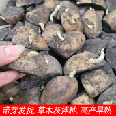黄心黄皮大土豆种子发芽马铃薯种洋芋种带芽发货脱毒小土豆种原