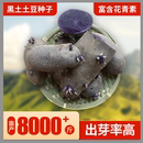 黑土豆种子脱毒种薯黑金刚紫色土豆洋芋马铃薯美人发芽种植5斤9斤