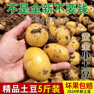 24年新鲜小土豆5斤黄皮黄心迷你小土豆马铃薯农家自种洋芋蔬菜