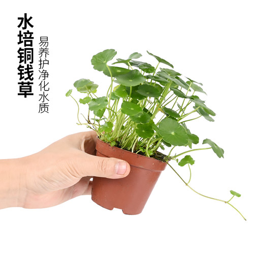 易养护，净化水质