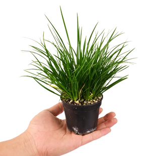 黄缘乌龟环境造景植物水陆饲养龟缸生态水培石菖蒲水草养殖箱绿植