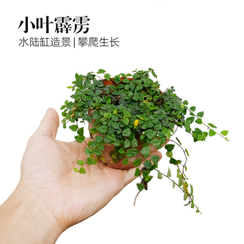 黄缘乌龟水陆缸造景植物小叶霹雳雨林缸攀爬植物生态匍匐生长绿植