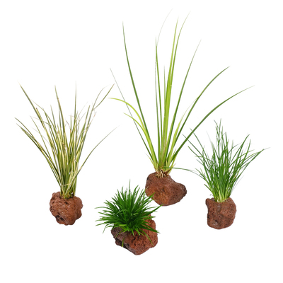 【养龟推荐】：水生造景植物