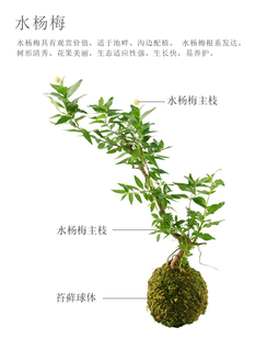 饰布景真植物用品 黄缘龟缸生态造景植物水杨梅安缘闭壳龟饲养箱装