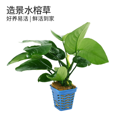 【官方推荐】：鱼缸造景水榕草
