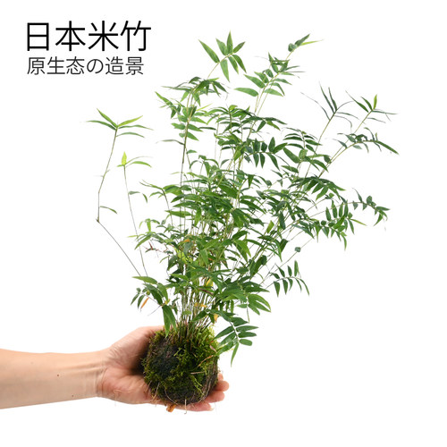 【官方推荐】：黄缘缸造景植物