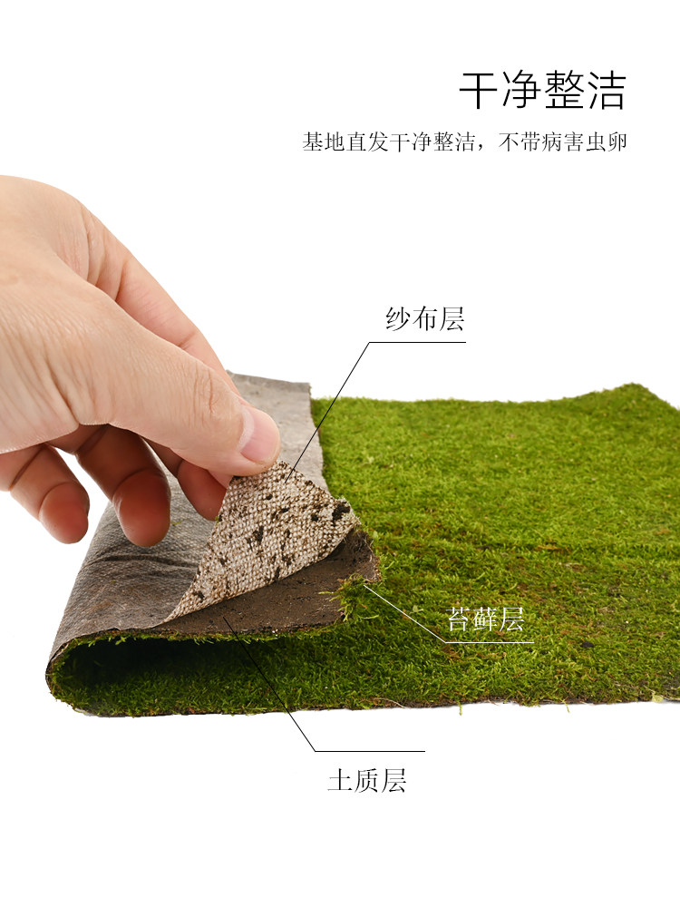 纱布鲜活苔藓黄缘乌龟水陆雨林饲养缸微景观铺面青苔短绒小灰苔藓