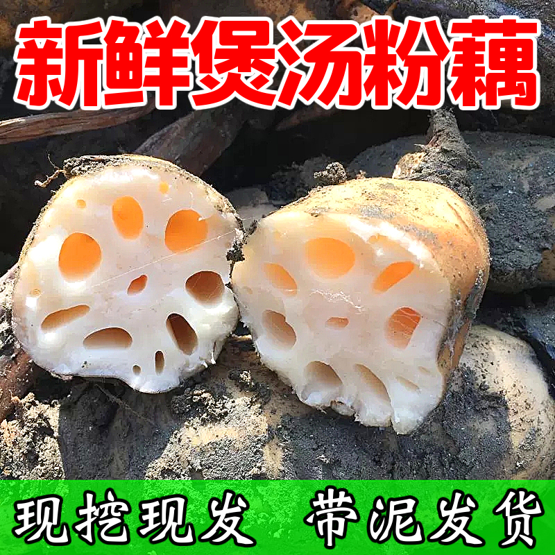 正宗洪湖粉藕新鲜莲藕5斤包邮蔬菜3湖北现挖老品种煲汤九孔糯米藕