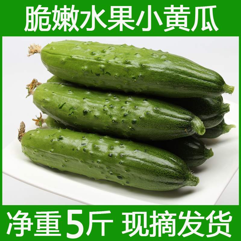 新鲜水果黄瓜旱黄瓜多汁味甜肉质细腻肥厚多汁鲜嫩整箱5斤净重装在类目 水产肉类/新鲜蔬果/熟食, 新鲜蔬菜/蔬菜制品, 新鲜蔬菜, 黄瓜中 - 来自Buy2taobao.com提供专业的淘宝代购服务