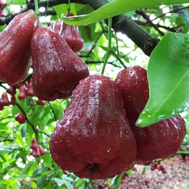 海南金刚莲雾新鲜当应季整箱孕妇水果现摘现发新鲜水果3斤装包邮|ruв категории водной мясо/свежие фрукты и овощи/еда, свежие фрукты, яблоки - от Buy2taobao.com для оказания профессиональной услуги покупки агента Taobao