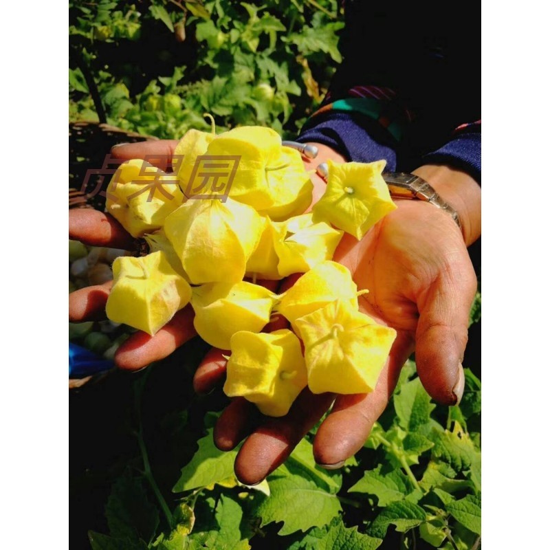 新鲜水果甜菇娘果黄菇茑灯笼果带箱2斤装在类目 水产肉类/新鲜蔬果/熟食, 新鲜水果, 其它中 - 来自Buy2taobao.com提供专业的淘宝代购服务