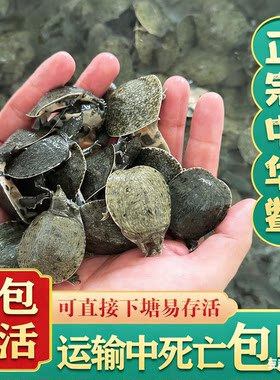 小甲鱼苗活体外塘养殖小甲鱼团鱼水鱼王八苗中华鳖苗龙鱼饲料