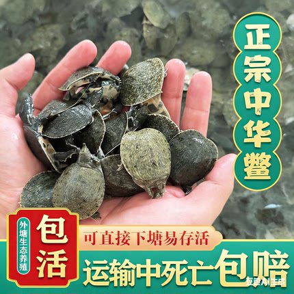 小甲鱼苗活体外塘养殖小甲鱼团鱼水鱼王八苗中华鳖苗龙鱼饲料