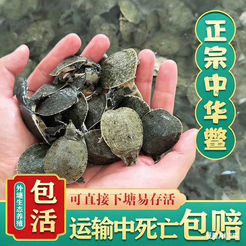 小甲鱼苗活体外塘养殖小甲鱼团鱼水鱼王八苗中华鳖苗龙鱼饲料