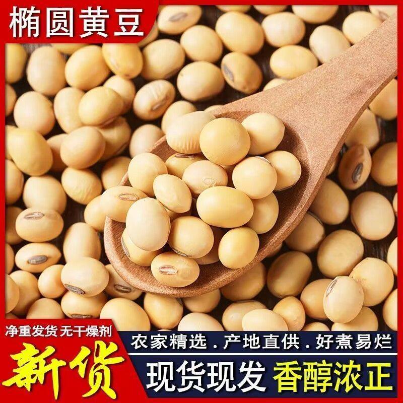 新黄豆农家自种新鲜土黄豆老品种笨豆子椭圆形黑脐土黄豆豆浆批发