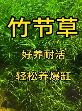 竹节草水草新手好养耐活绿色细长丛生轻松养爆缸鱼缸造景躲避植物