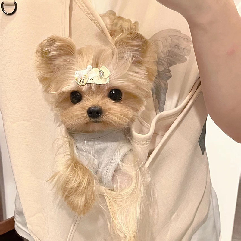 韩版赛级纯种茶杯犬金头银背约克夏幼犬宠物狗活体约克夏梗小型犬