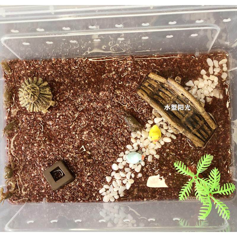 直销豆豆蟹谭氏泥蟹网红迷你辣椒蟹桌面爬宠生态微景观易养水族观