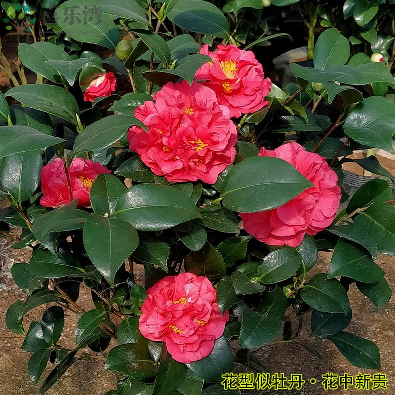 克瑞墨大牡丹茶花树苗香妃带香味巨型大红花四季长青好养名贵盆栽