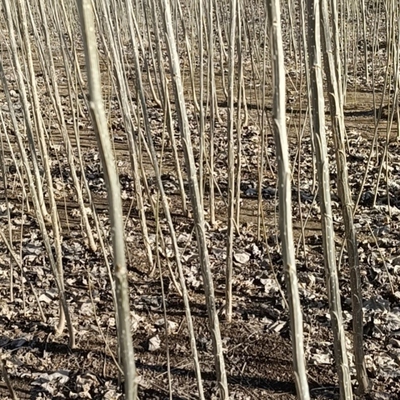 白杨树苗107速生3804速生无絮杨树苗扦插枝四季绿化园林工程苗木