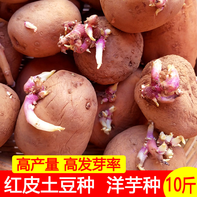 云南红皮土豆种子老品种黄心土豆种苗洋芋种马铃薯种批发10斤批发在类目 水产肉类/新鲜蔬果/熟食, 新鲜蔬菜/蔬菜制品, 新鲜蔬菜, 土豆中 - 来自Buy2taobao.com提供专业的淘宝代购服务