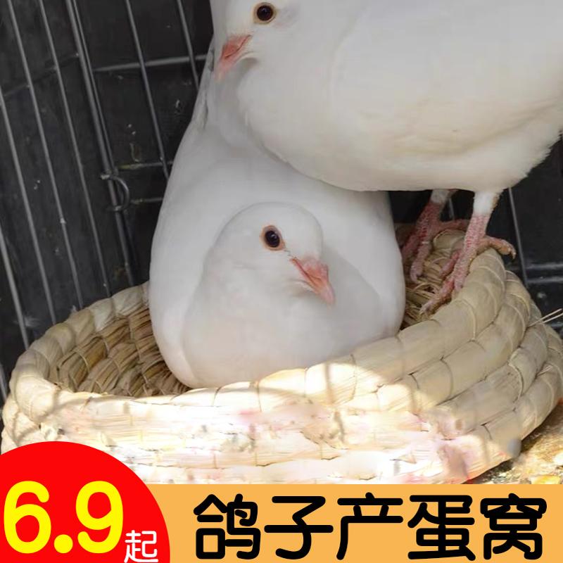 鸽子产蛋窝巢窝繁殖专用