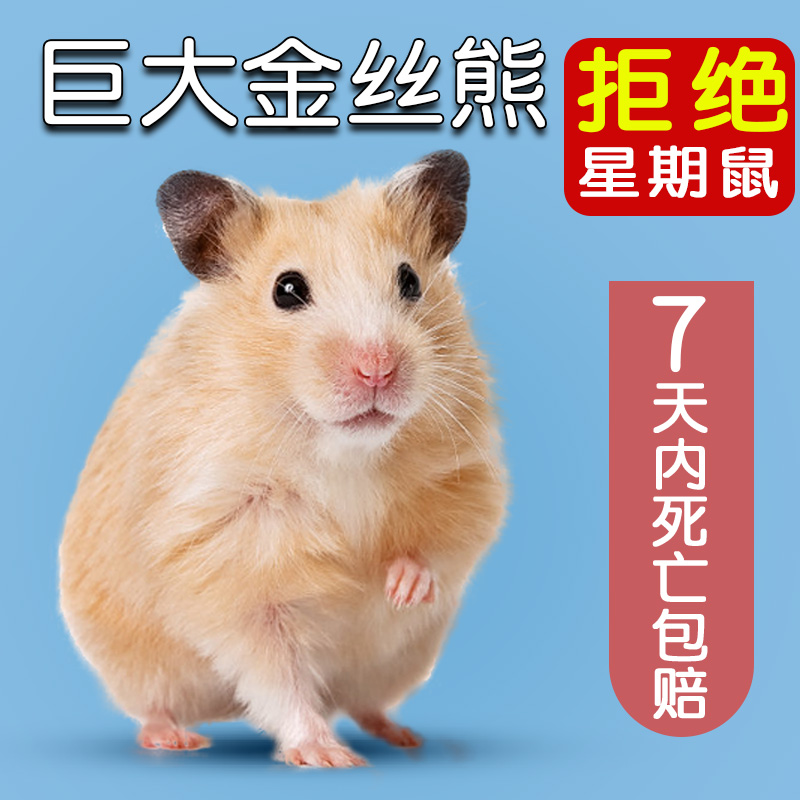 巨大金丝熊仓鼠活物已打疫苗家养